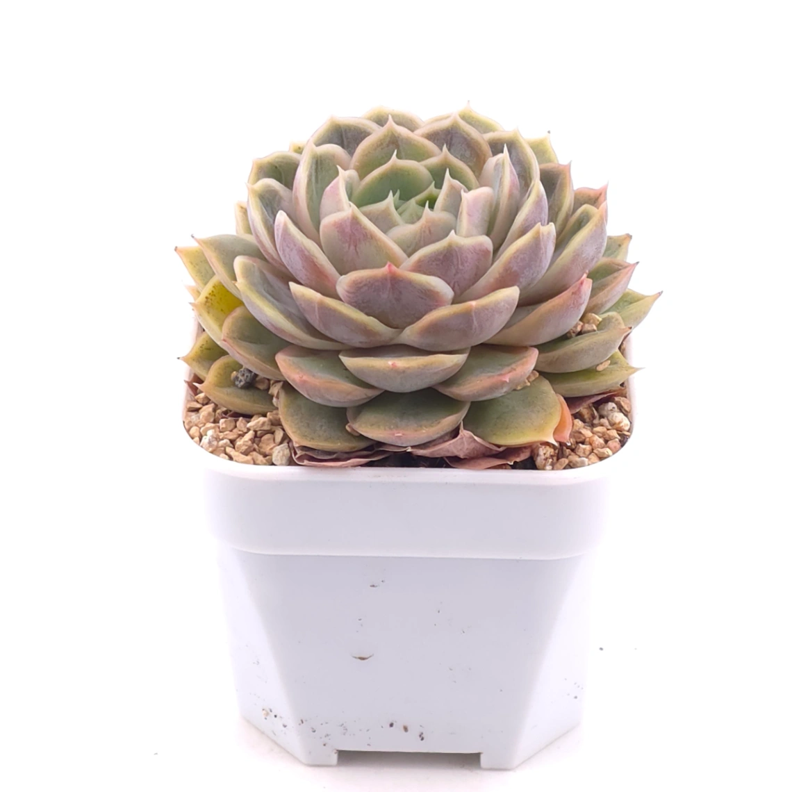 Echeveria ‘Onslow’ | 昂斯諾 thumbnail 2