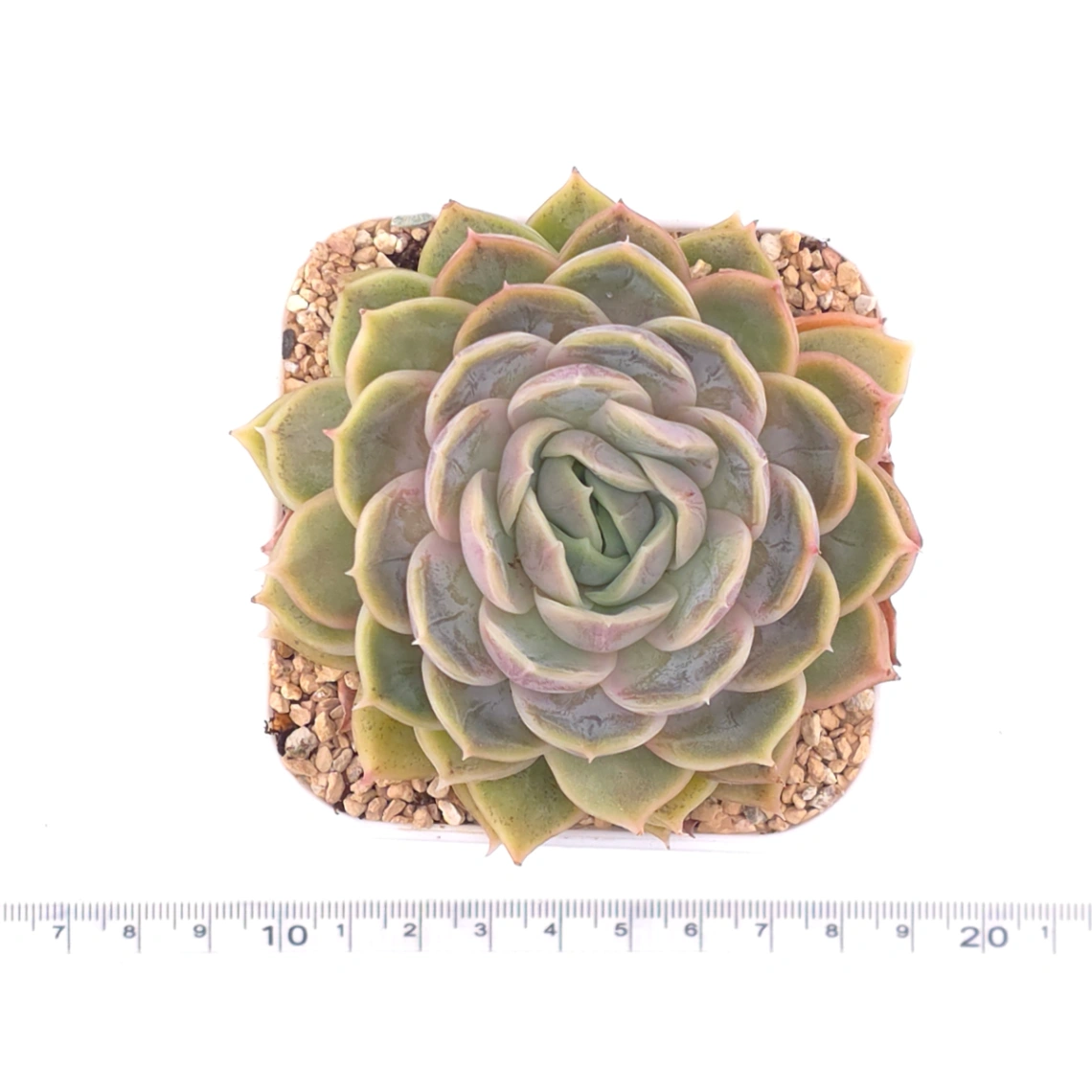 Echeveria ‘Onslow’ | 昂斯諾 thumbnail 4