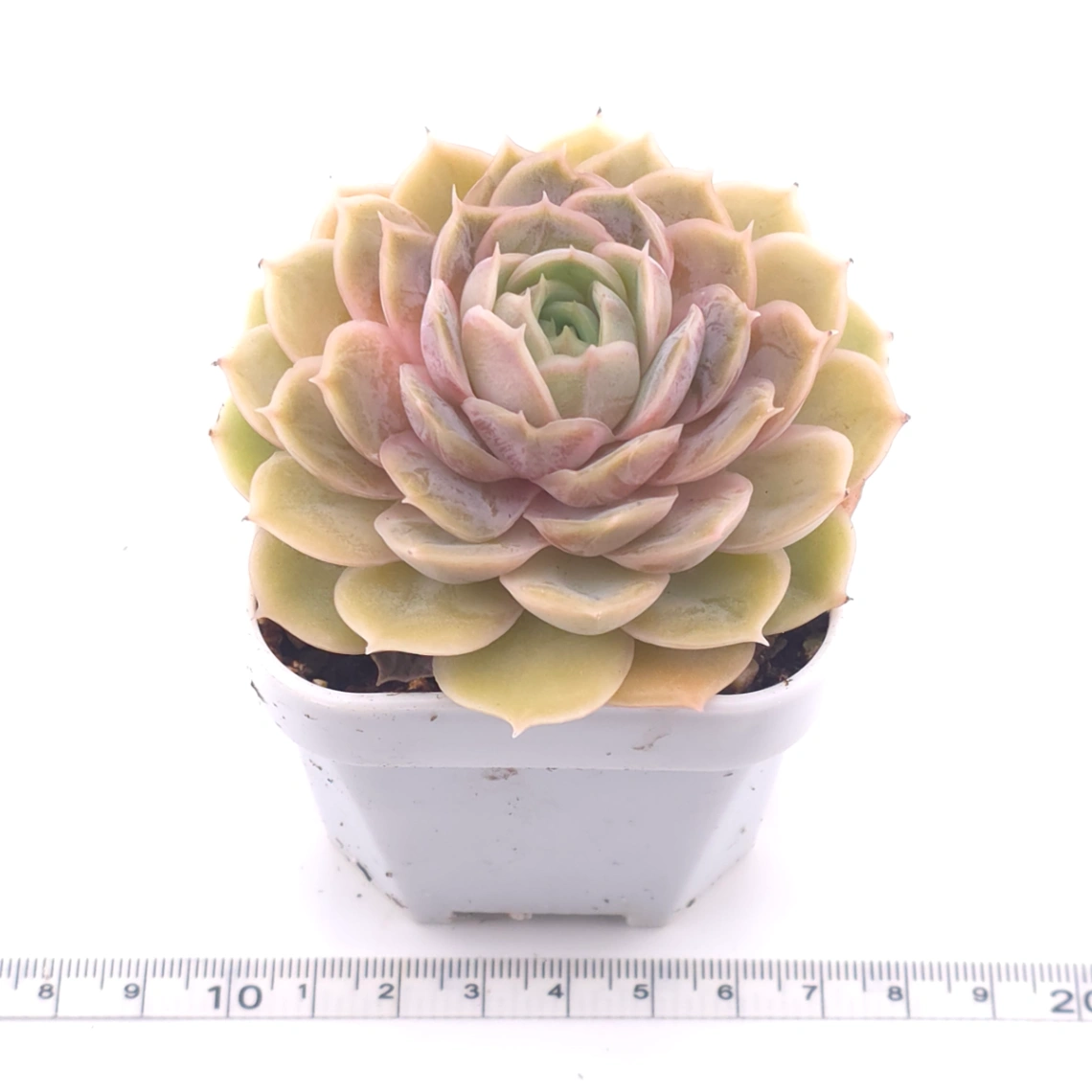 Echeveria ‘Onslow’ | 昂斯諾 thumbnail 3