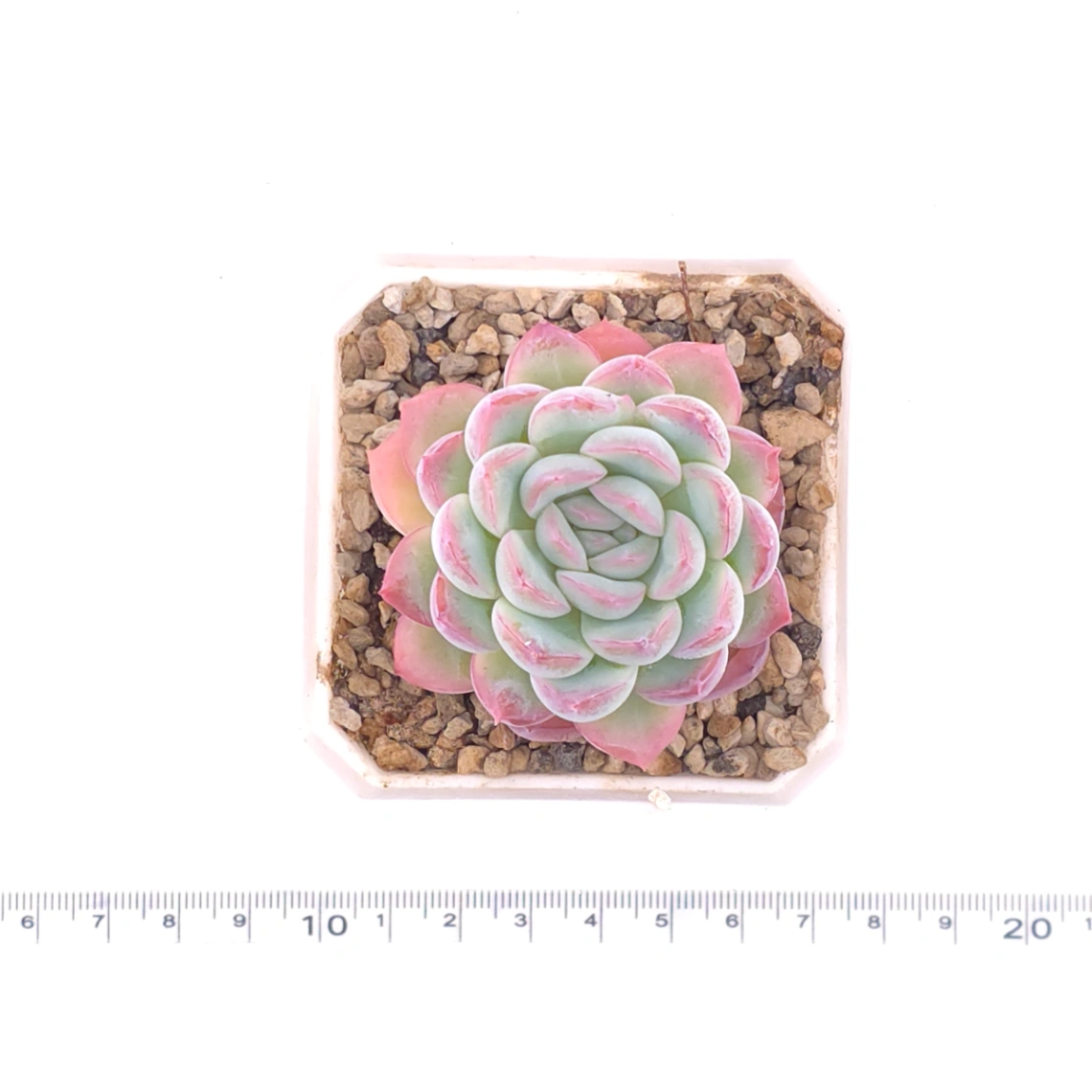 Echeveria ‘Pink Line’ | 粉線石蓮 thumbnail 4