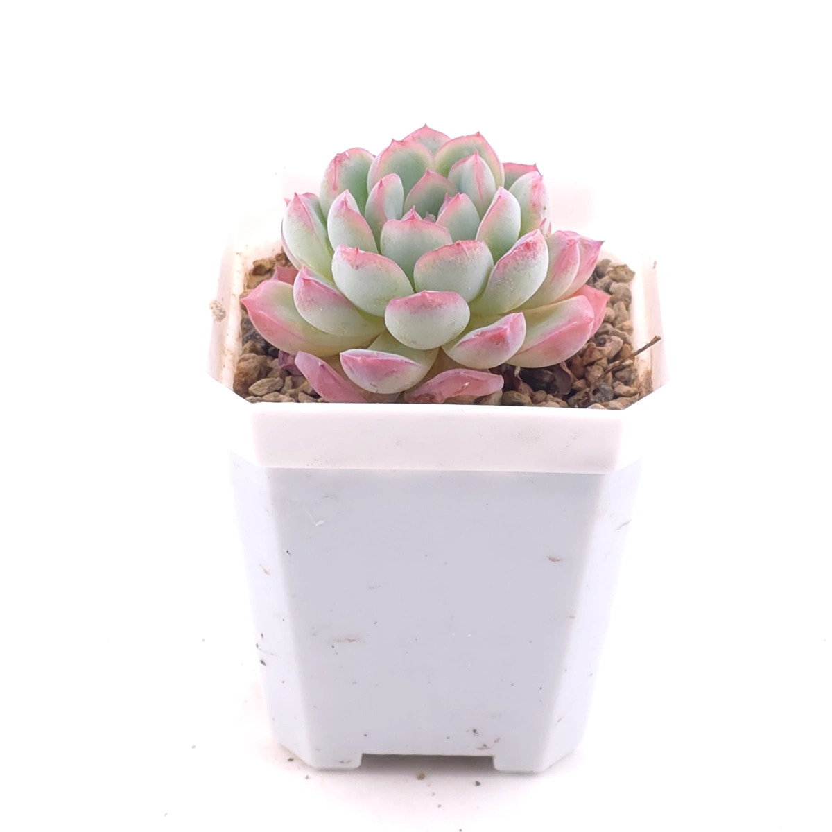 Echeveria ‘Pink Line’ | 粉線石蓮 thumbnail 2