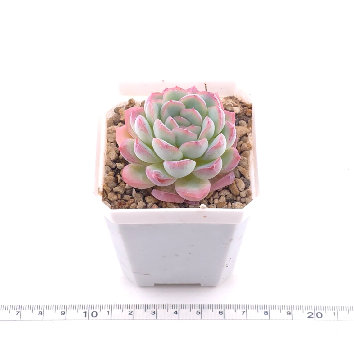 Echeveria ‘Pink Line’ | 粉線石蓮 thumbnail 3