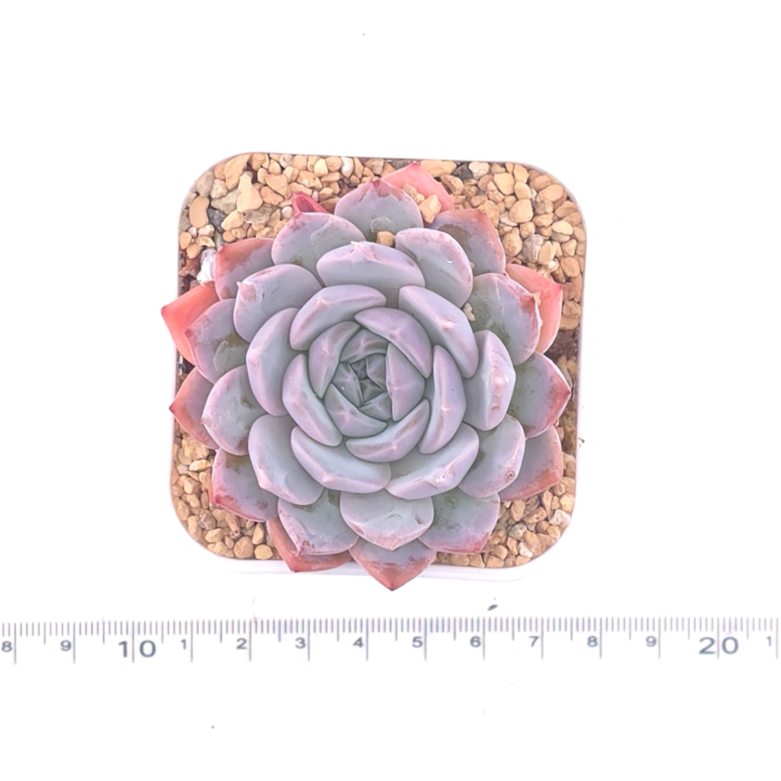 Echeveria ‘Purple Rain’ | 紫雨 thumbnail 4