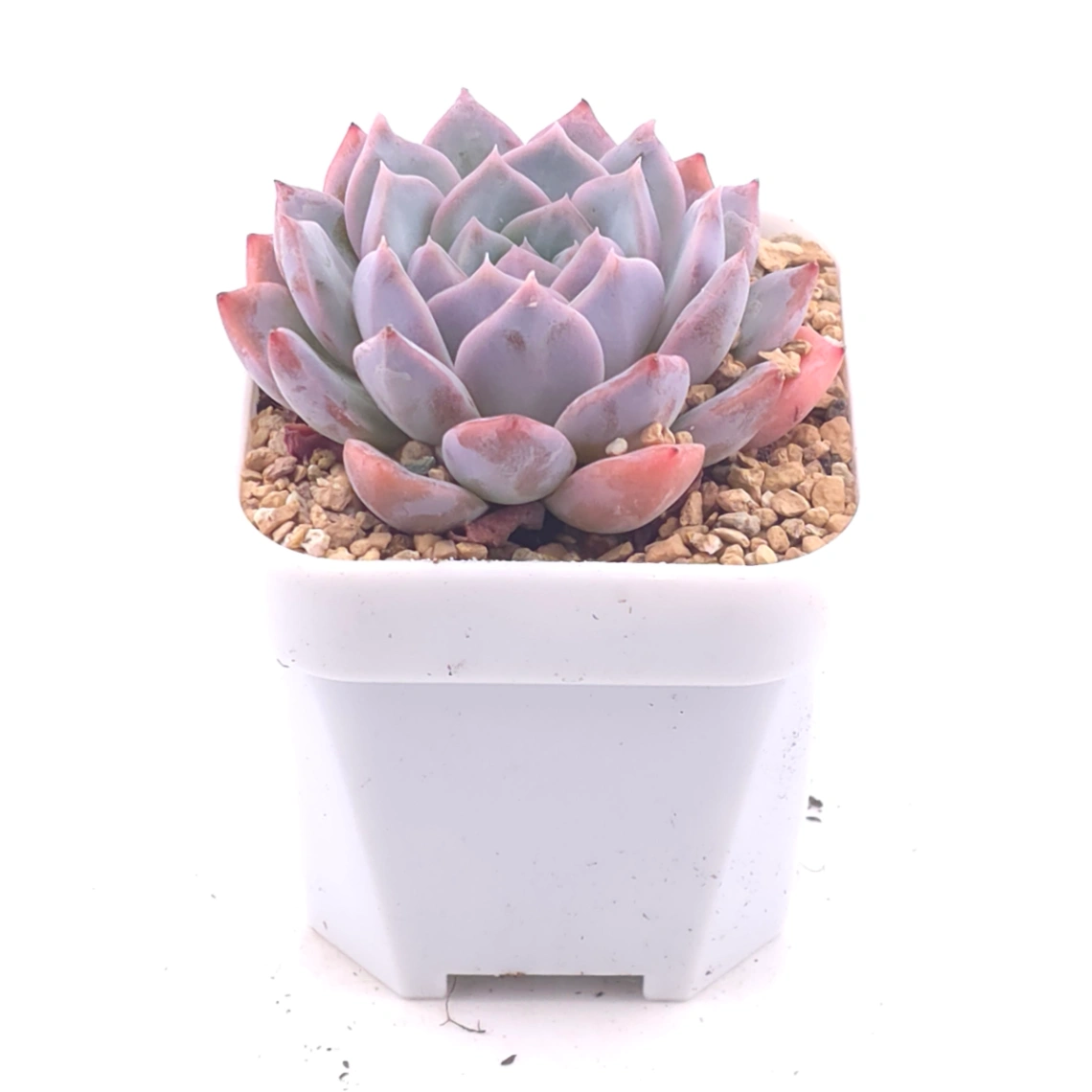 Echeveria ‘Purple Rain’ | 紫雨 thumbnail 2