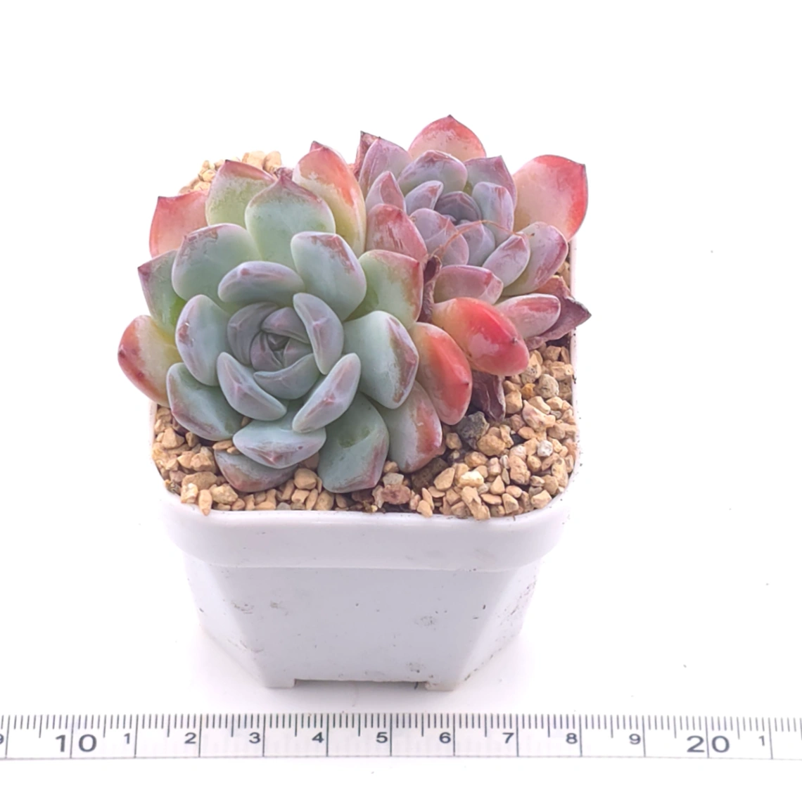 Echeveria ‘Purple Rain’ | 紫雨 thumbnail 3
