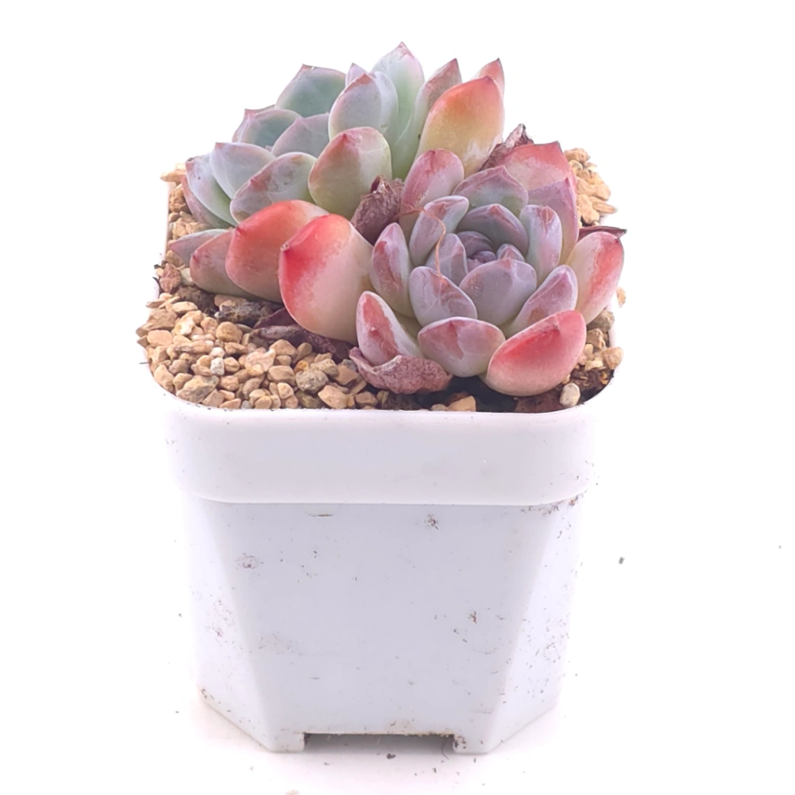 Echeveria ‘Purple Rain’ | 紫雨 thumbnail 2