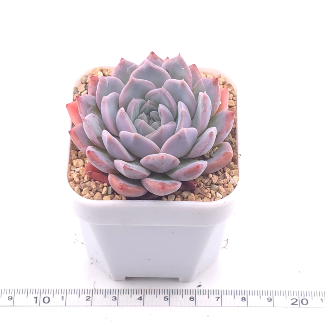 Echeveria ‘Purple Rain’ | 紫雨 thumbnail 3