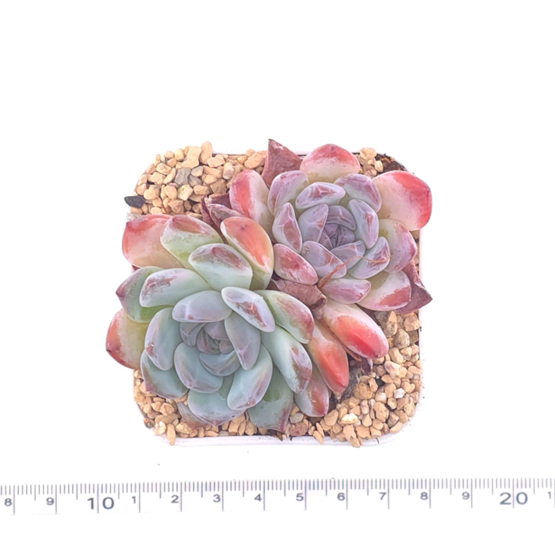 Echeveria ‘Purple Rain’ | 紫雨 thumbnail 4