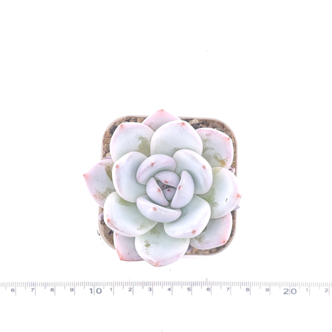 Echeveria ‘Sang-A’ | 嫦娥 thumbnail 4