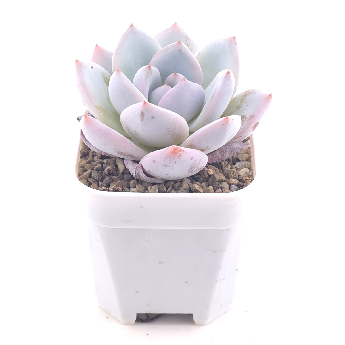 Echeveria ‘Sang-A’ | 嫦娥 thumbnail 2