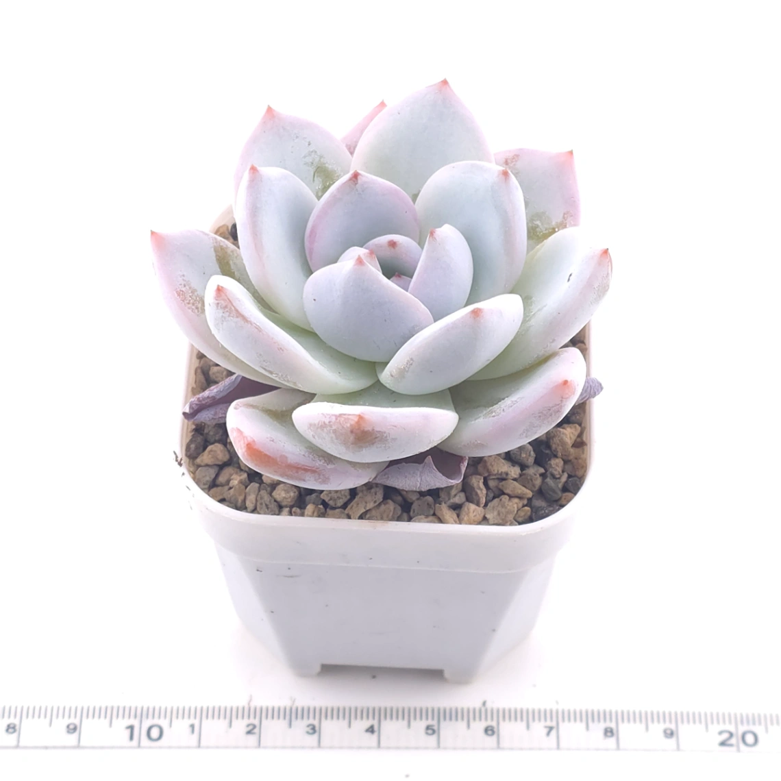 Echeveria ‘Sang-A’ | 嫦娥 thumbnail 3