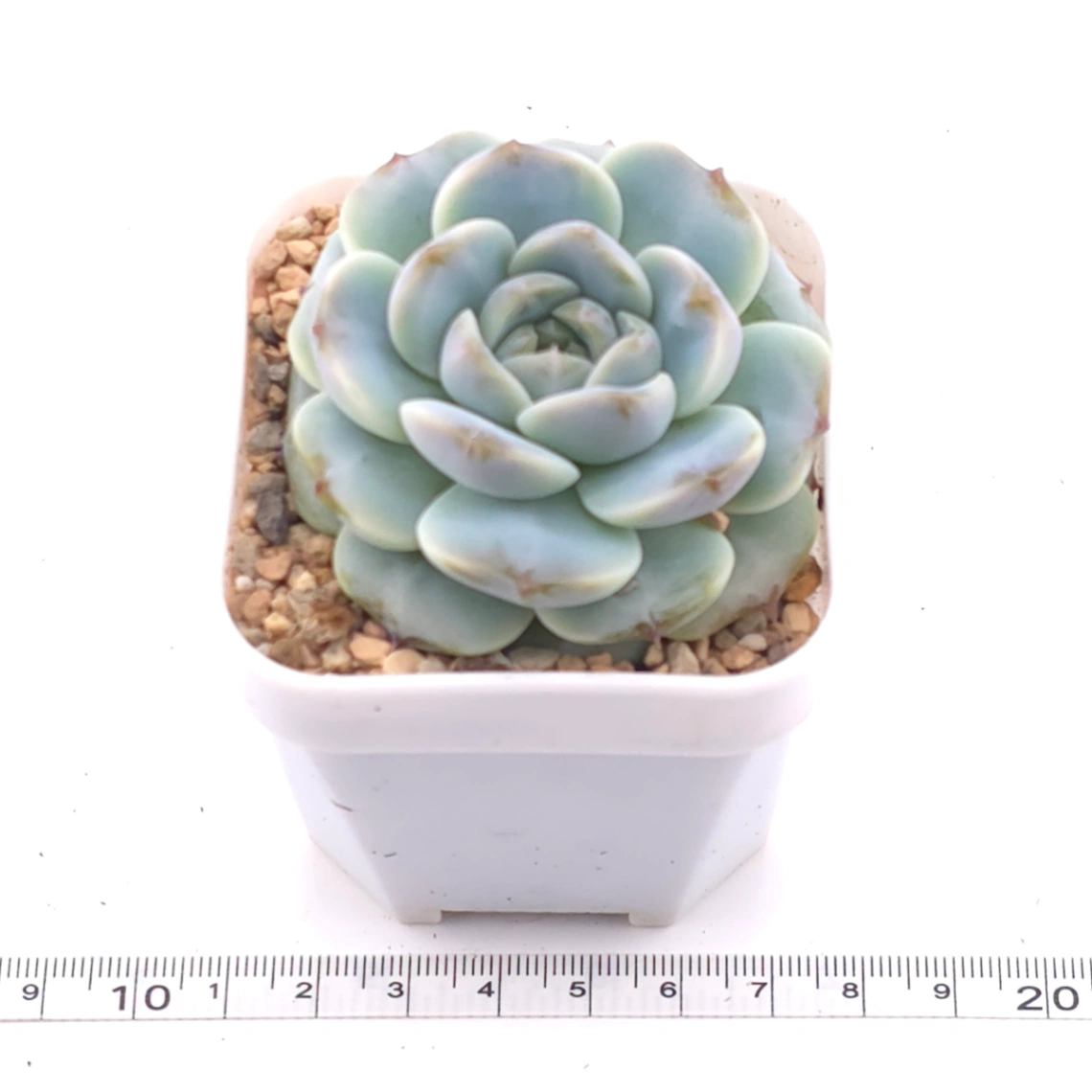 Echeveria ‘Snow Bunny’ | 雪兔漢堡 thumbnail 3