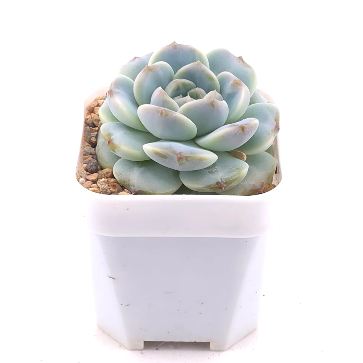 Echeveria ‘Snow Bunny’ | 雪兔漢堡 thumbnail 2
