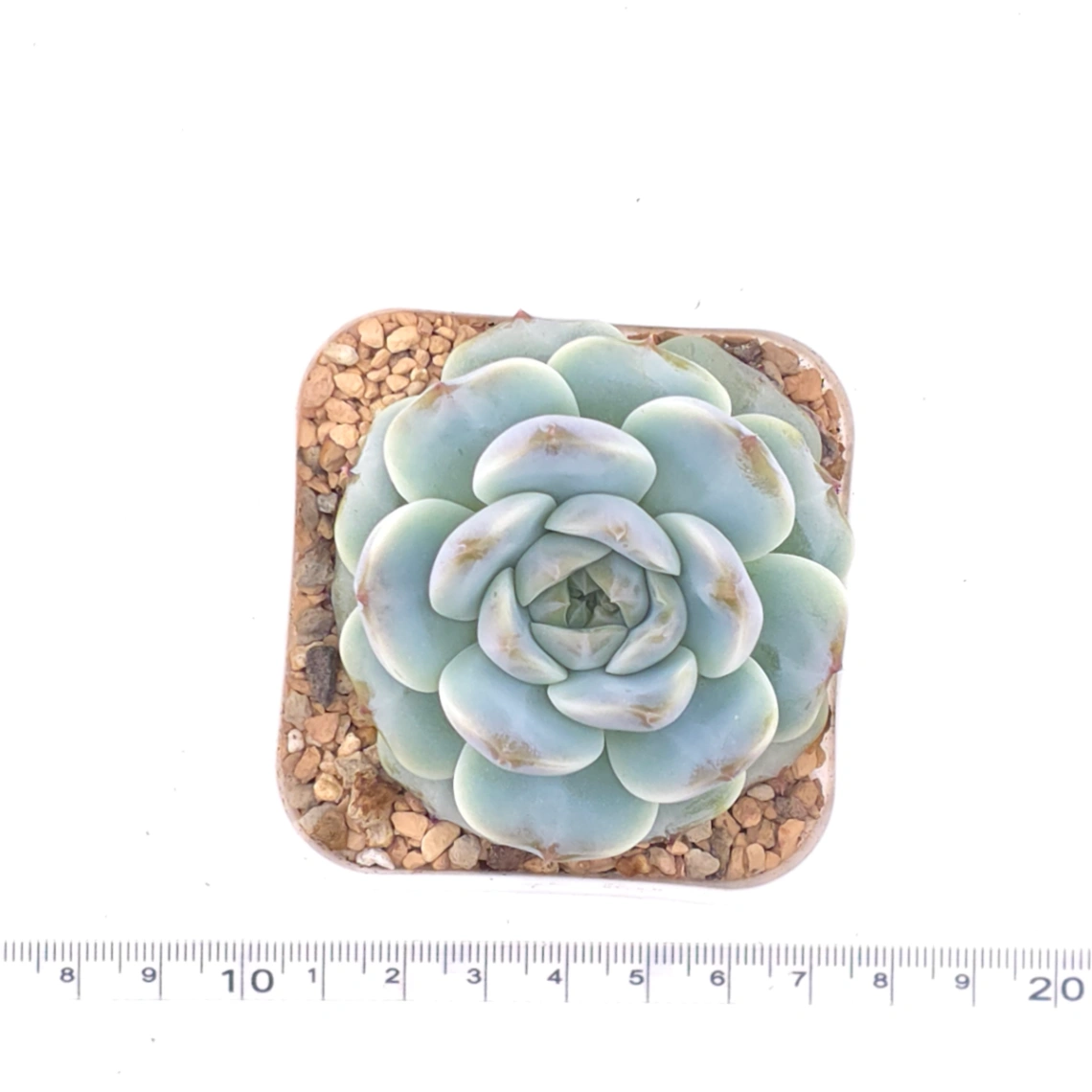 Echeveria ‘Snow Bunny’ | 雪兔漢堡 thumbnail 4