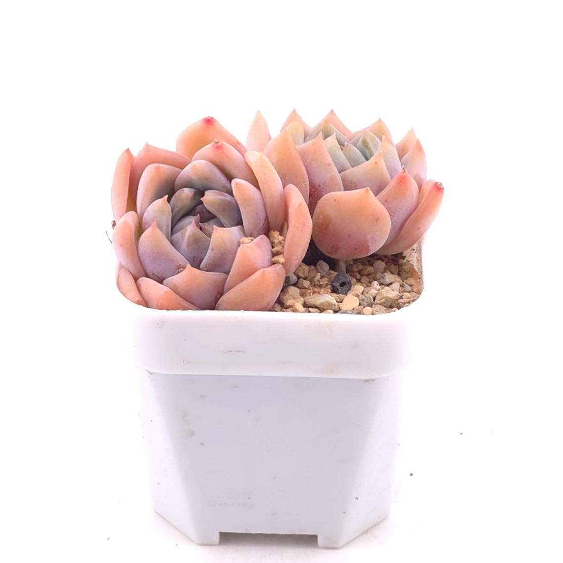Echeveria ‘Snow Melanie’ | 雪媚娘 thumbnail 2