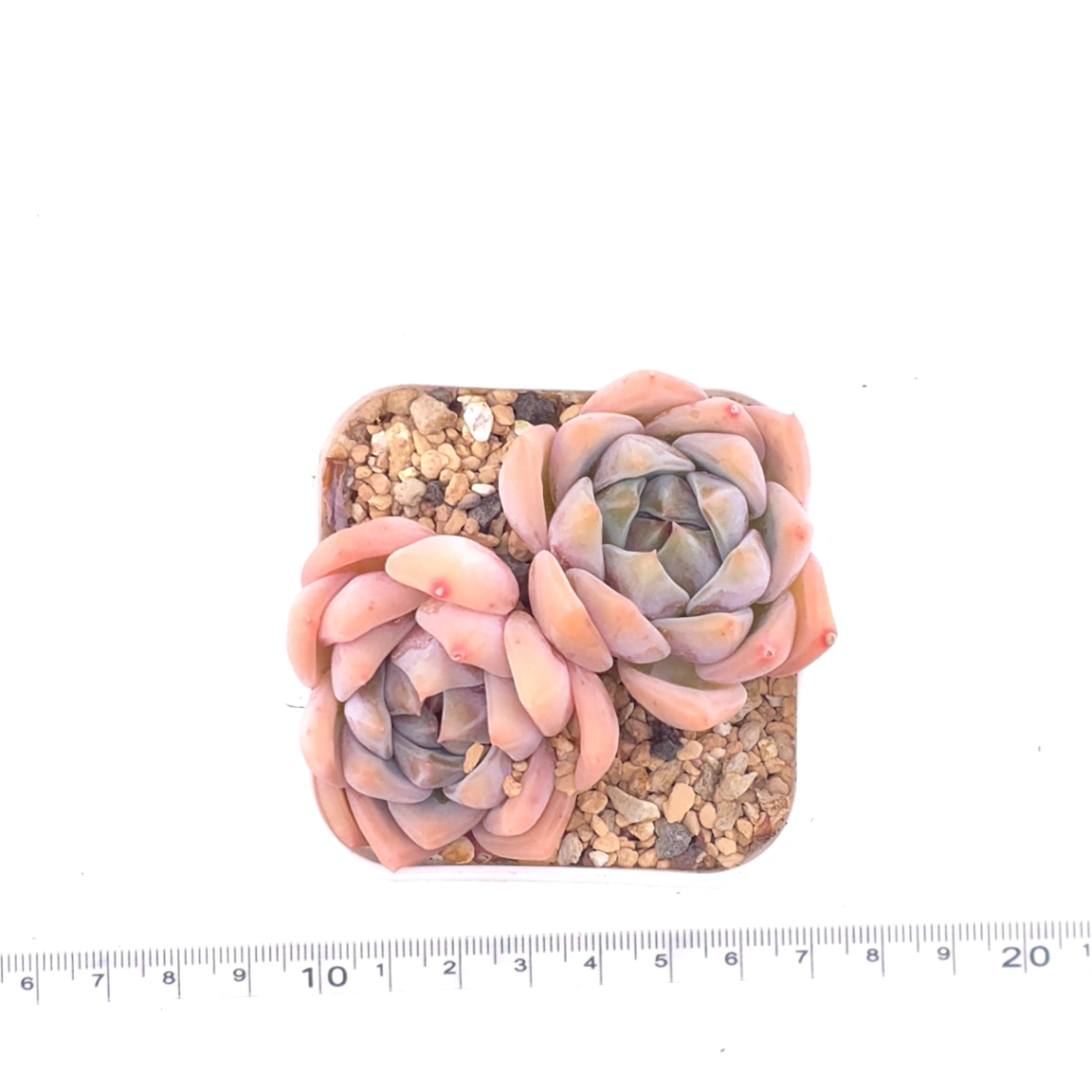 Echeveria ‘Snow Melanie’ | 雪媚娘 thumbnail 4