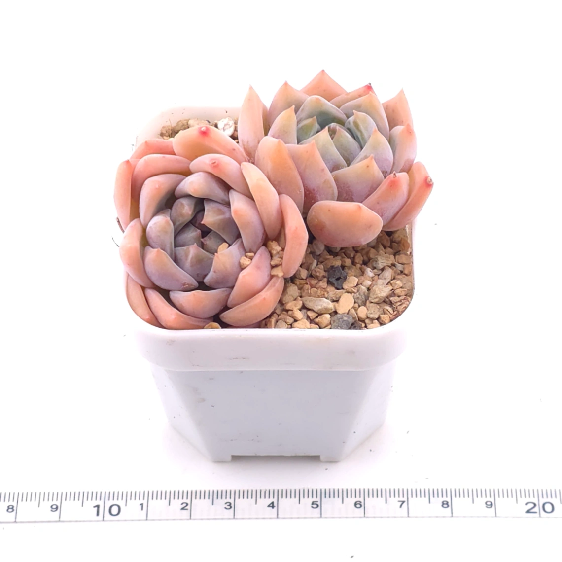 Echeveria ‘Snow Melanie’ | 雪媚娘 thumbnail 3