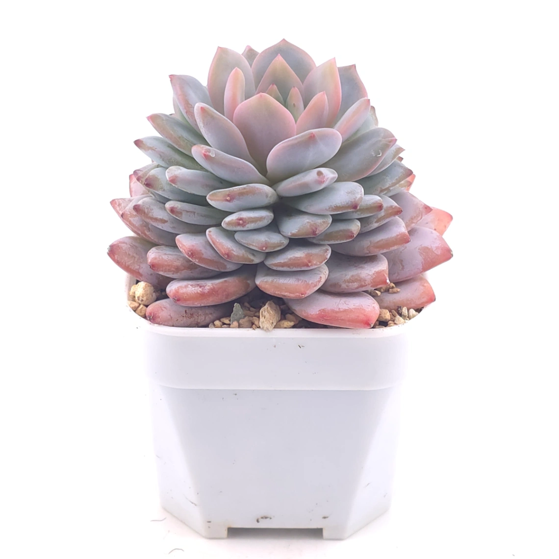 Echeveria ‘Star Orange’ | 星星橙 thumbnail 2