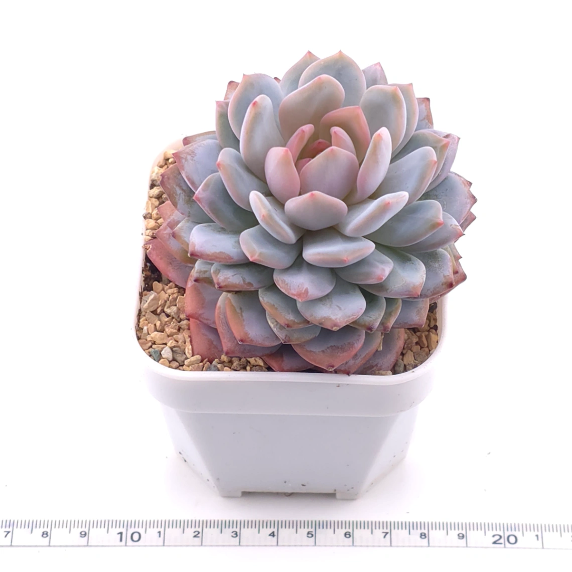 Echeveria ‘Star Orange’ | 星星橙 thumbnail 3