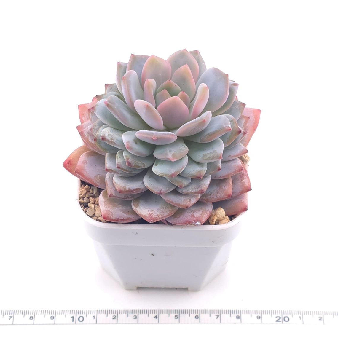 Echeveria ‘Star Orange’ | 星星橙 thumbnail 3