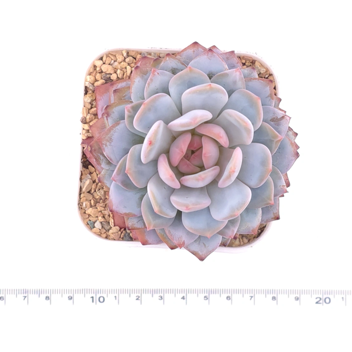 Echeveria ‘Star Orange’ | 星星橙 thumbnail 4