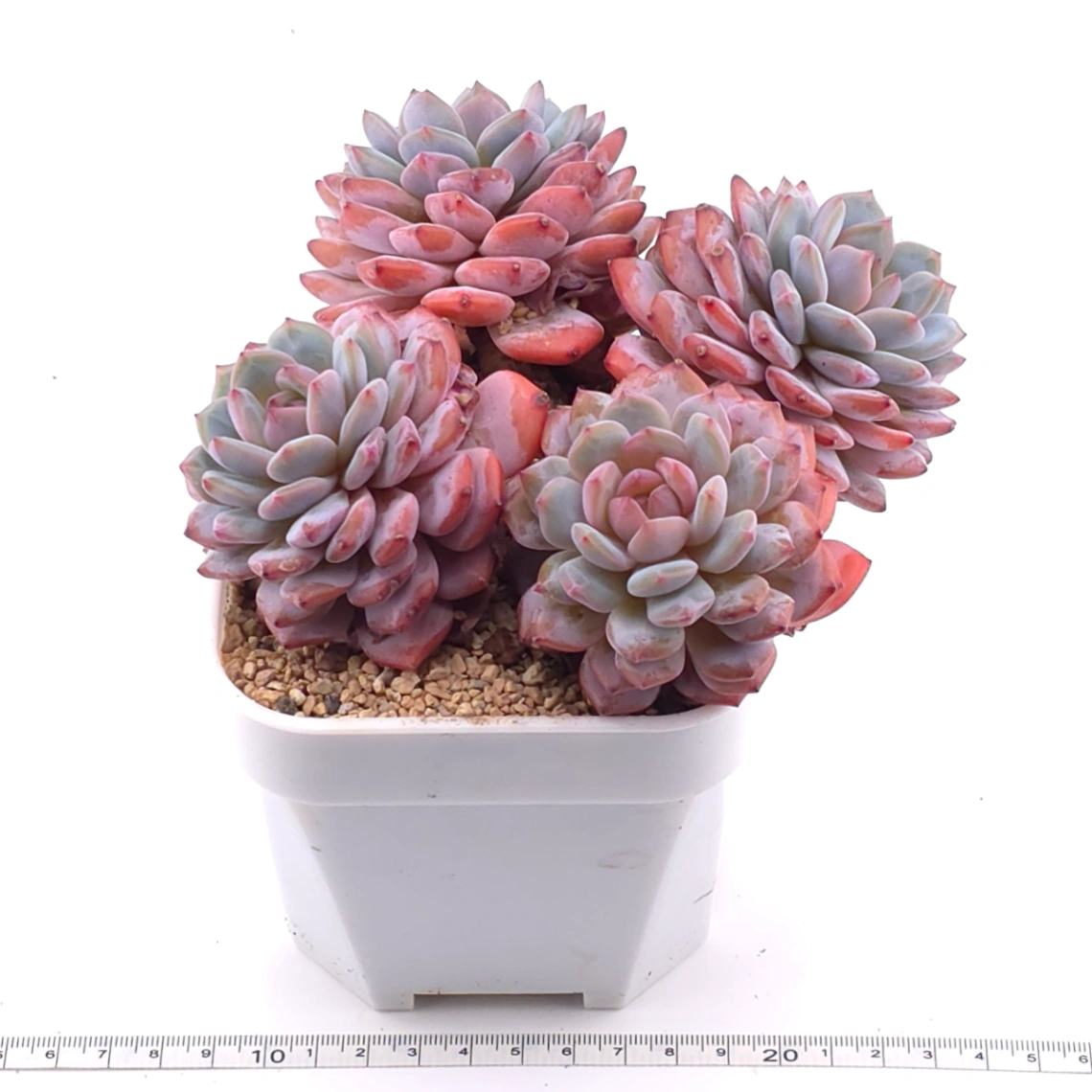 Echeveria ‘Star Orange’ | 星星橙 thumbnail 3