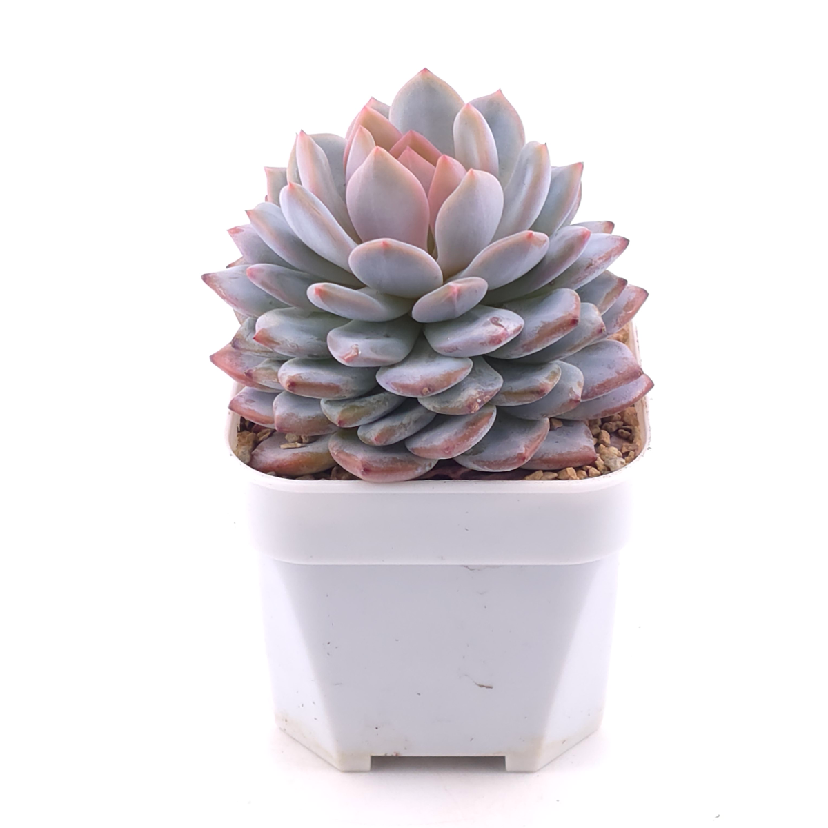 Echeveria ‘Star Orange’ | 星星橙 thumbnail 2