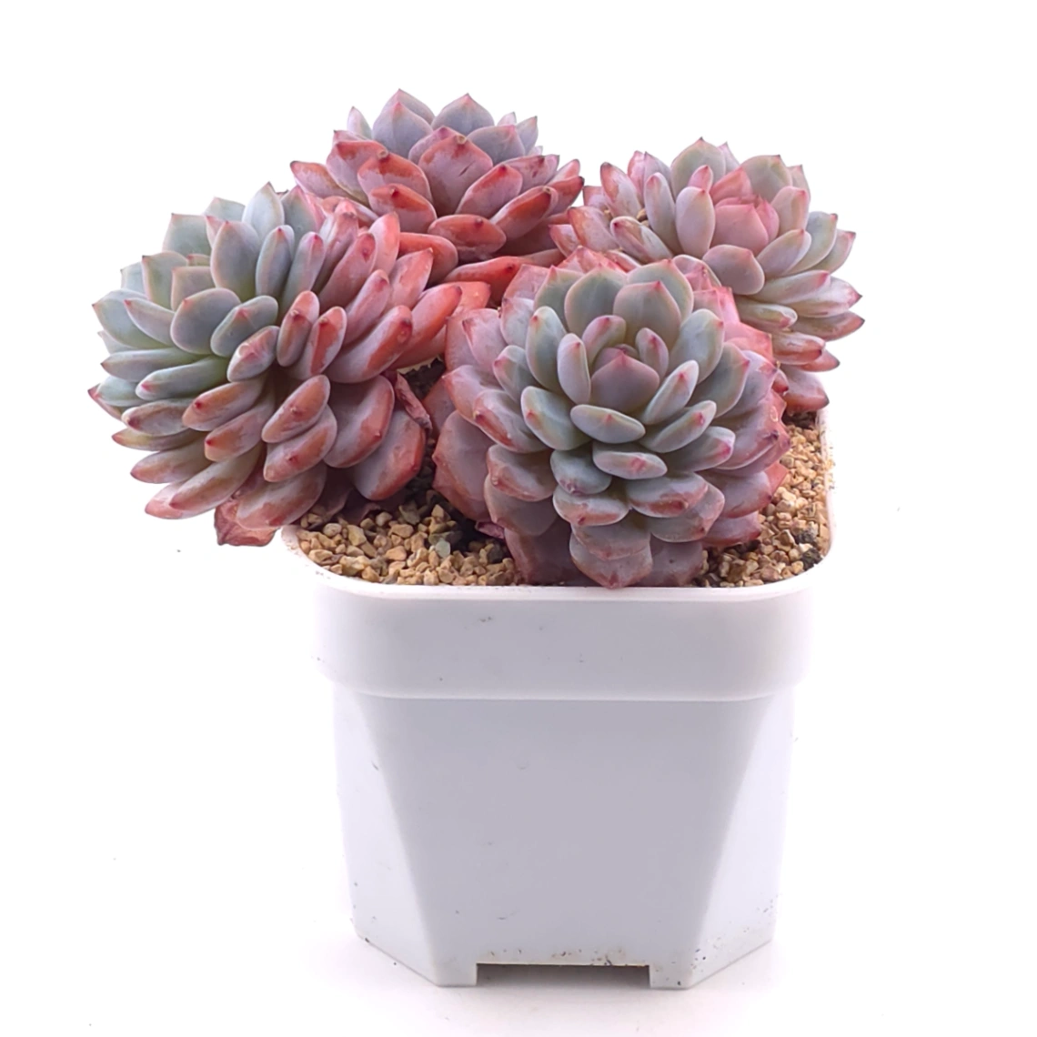 Echeveria ‘Star Orange’ | 星星橙 thumbnail 2
