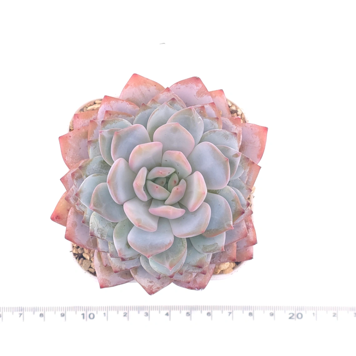 Echeveria ‘Star Orange’ | 星星橙 thumbnail 4