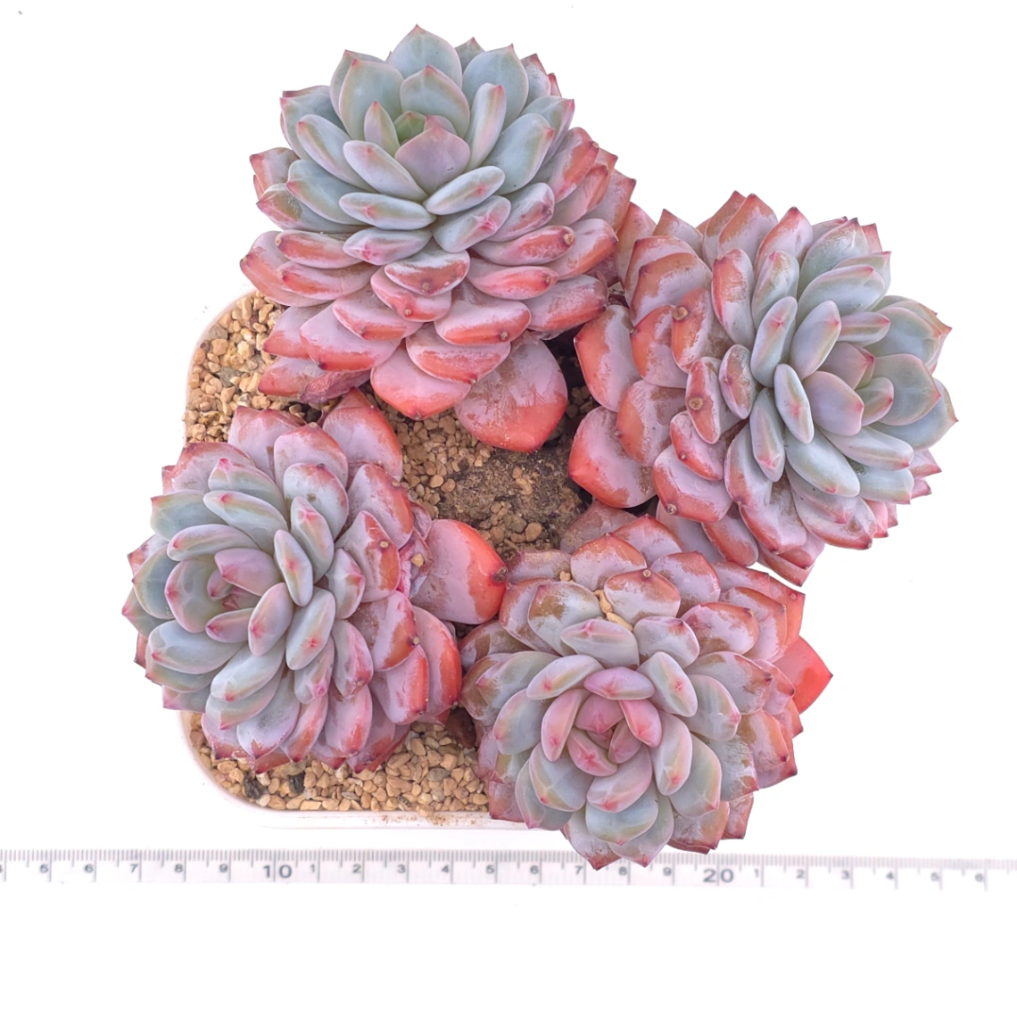 Echeveria ‘Star Orange’ | 星星橙 thumbnail 4