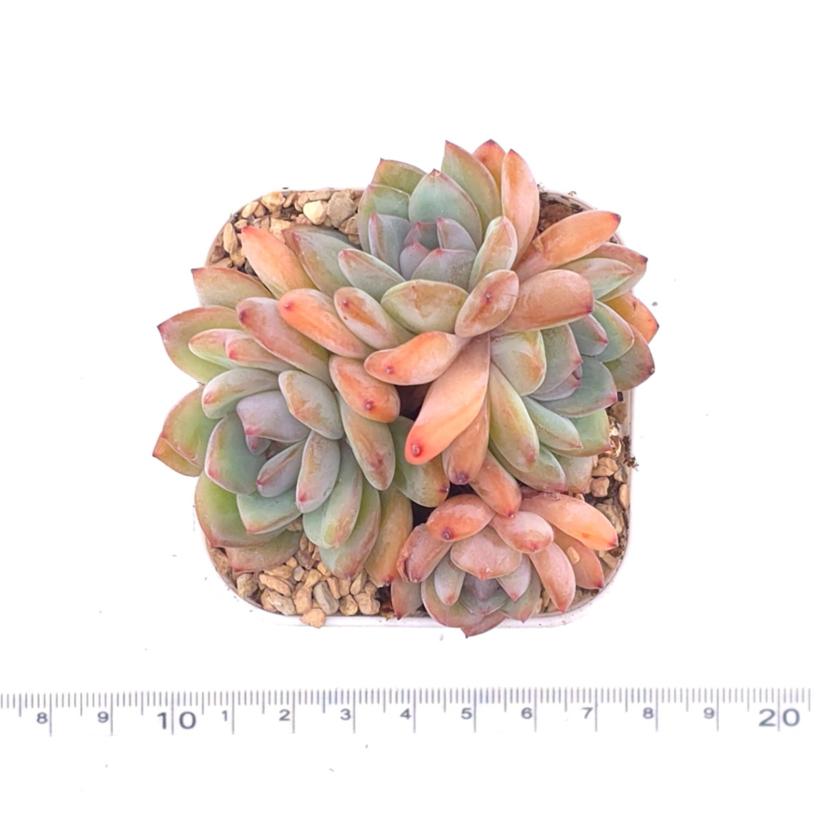 Echeveria ‘Star Snow’ | 星雪 thumbnail 4