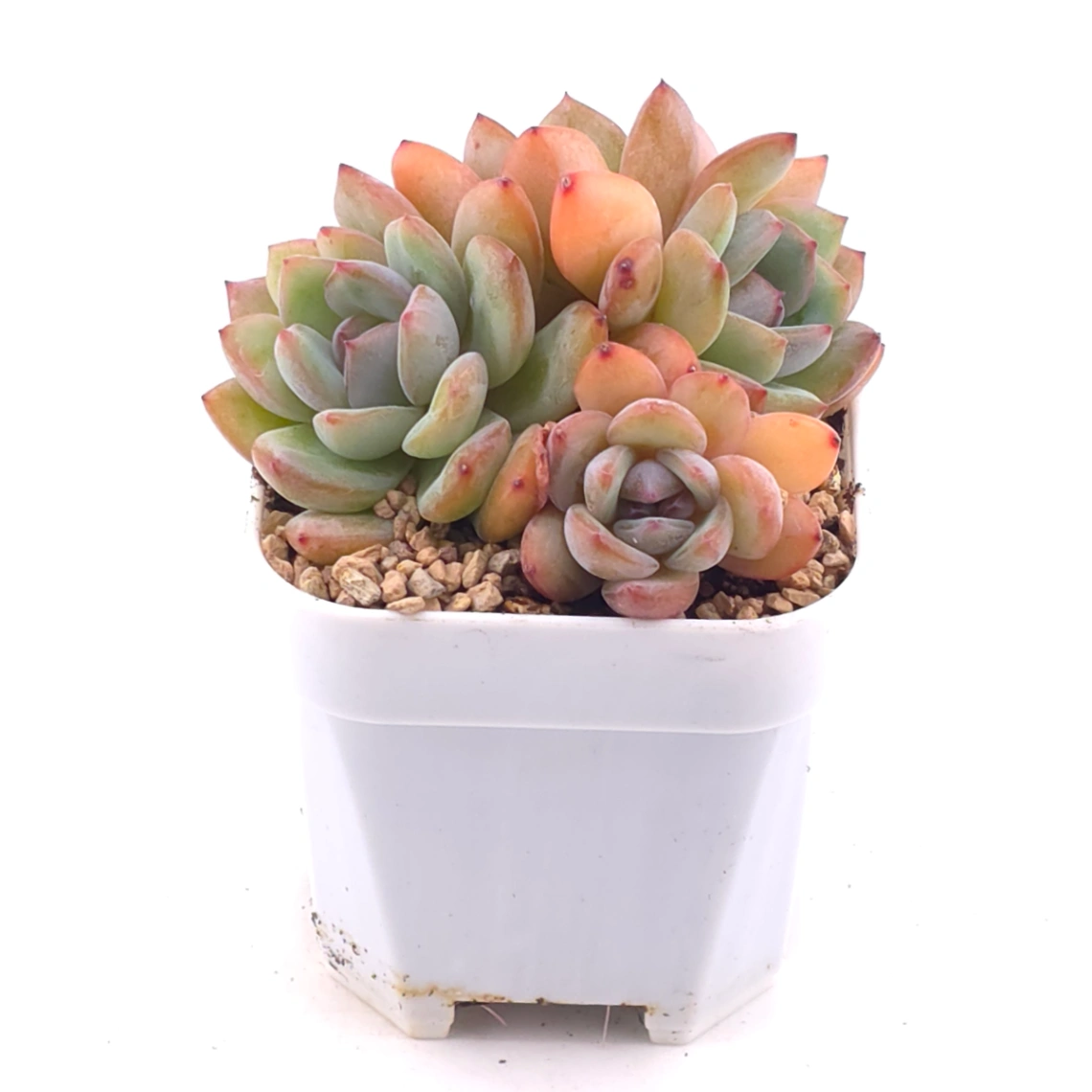 Echeveria ‘Star Snow’ | 星雪 thumbnail 2
