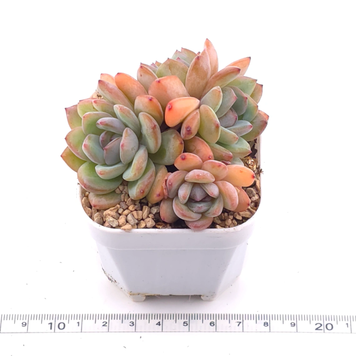 Echeveria ‘Star Snow’ | 星雪 thumbnail 3