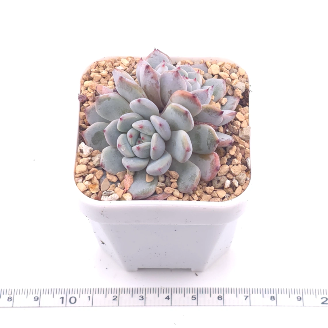 Echeveria ‘Viyant’ | 比安特雪爪 thumbnail 3