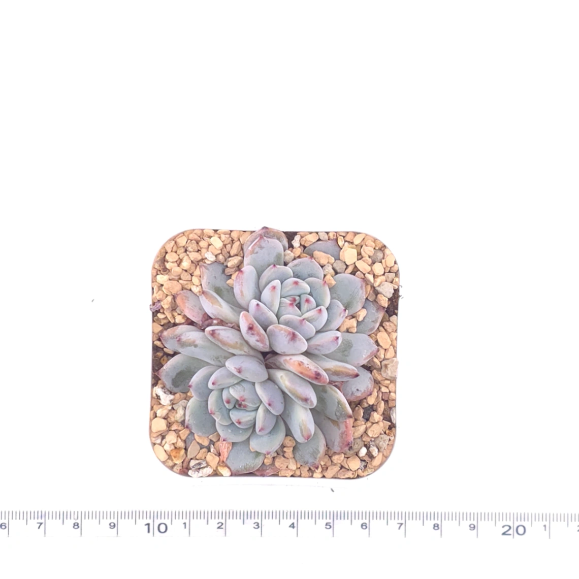 Echeveria ‘Viyant’ | 比安特雪爪 thumbnail 4