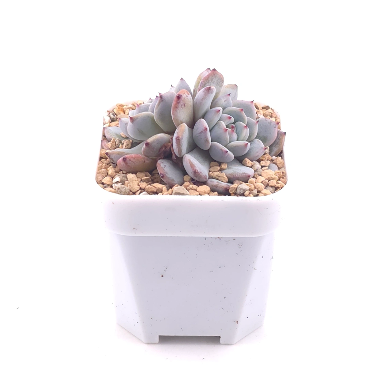 Echeveria ‘Viyant’ | 比安特雪爪 thumbnail 2