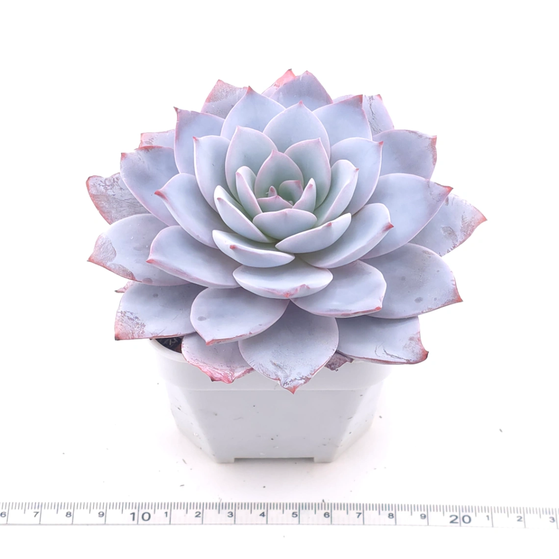 Echeveria ‘White Lotus (laui x Cante)’ | 白色戀人 thumbnail 3