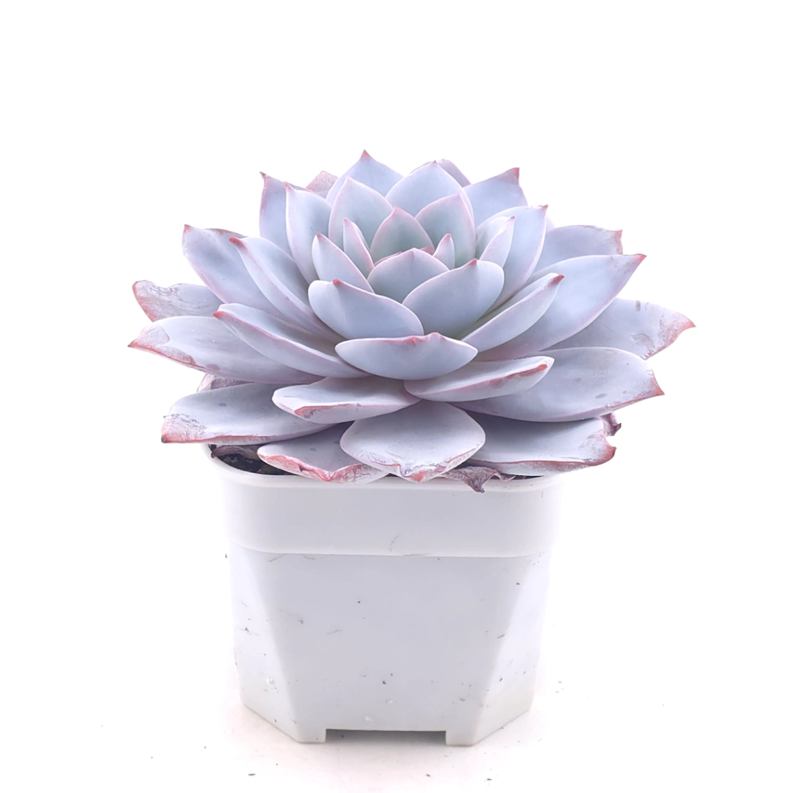 Echeveria ‘White Lotus (laui x Cante)’ | 白色戀人 thumbnail 2