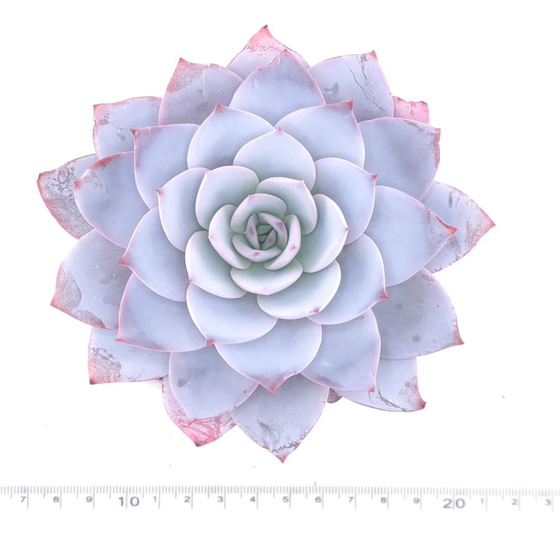 Echeveria ‘White Lotus (laui x Cante)’ | 白色戀人 thumbnail 4