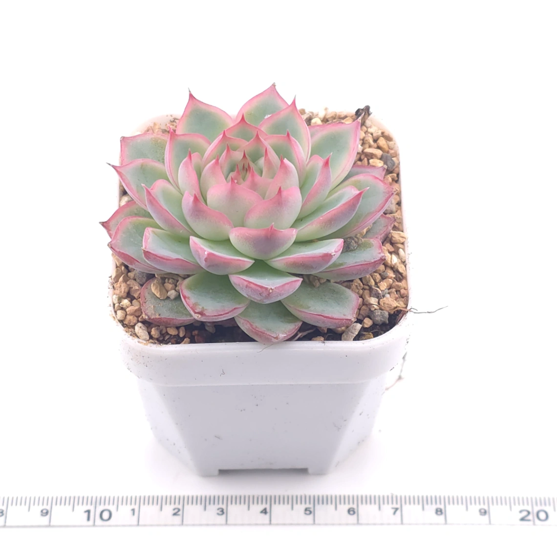 Echeveria ‘Wraith’ | 魅影 thumbnail 3
