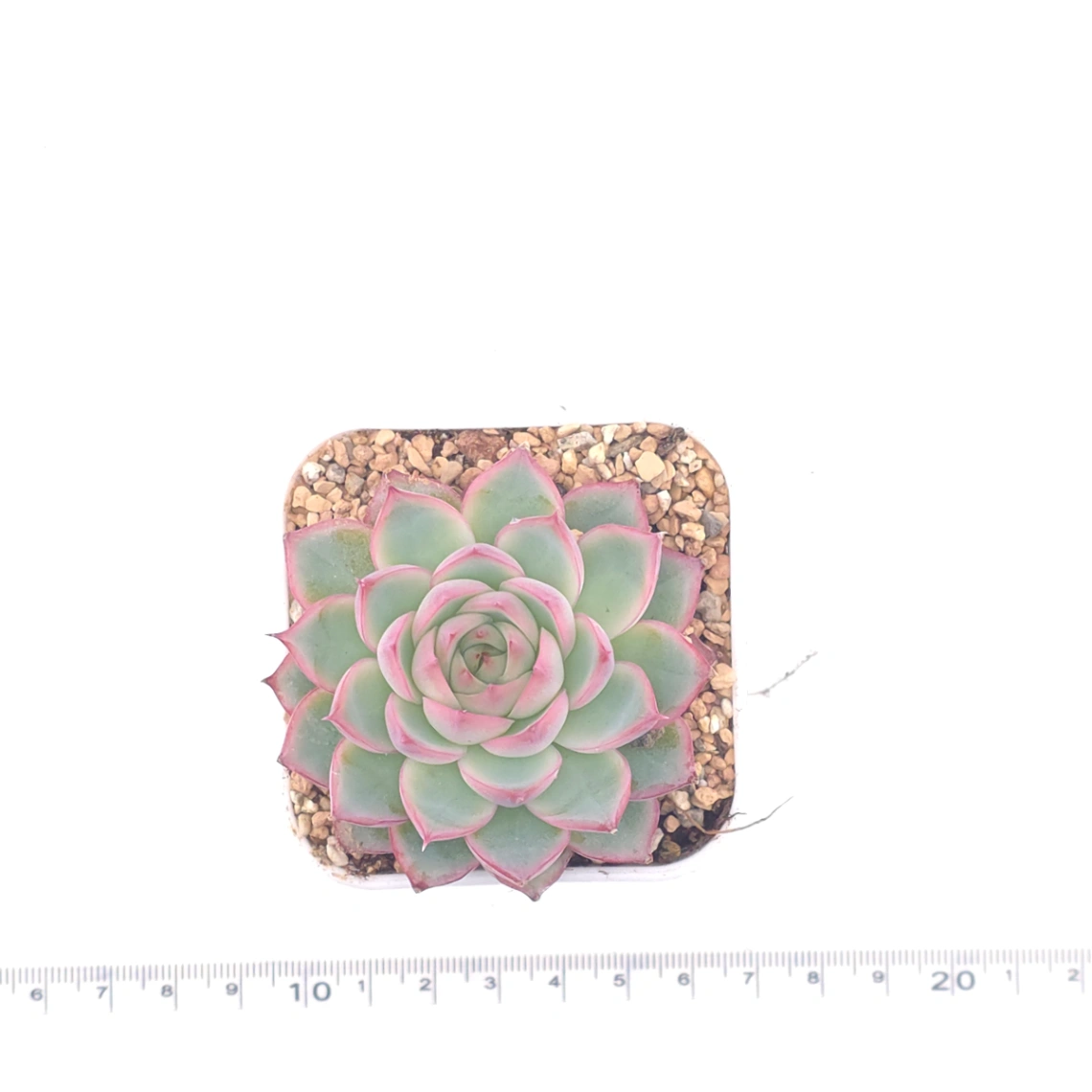 Echeveria ‘Wraith’ | 魅影 thumbnail 4