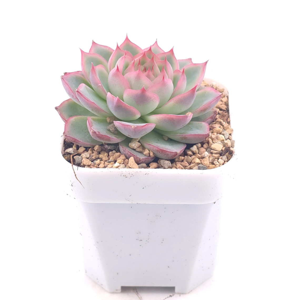 Echeveria ‘Wraith’ | 魅影 thumbnail 2