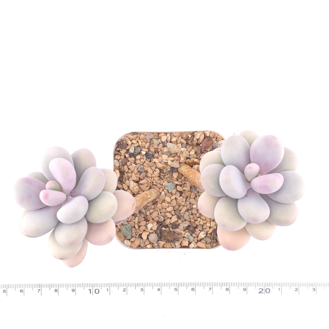 Graptopetalum amethystinum ‘Lavender Pebbles / Pink Moonstone’ | 桃蛋 thumbnail 4