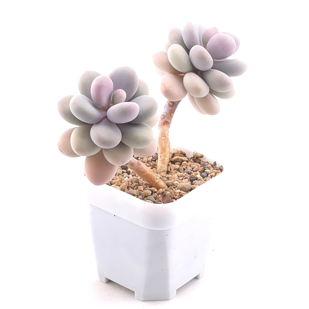 Graptopetalum amethystinum ‘Lavender Pebbles / Pink Moonstone’ | 桃蛋 thumbnail 2