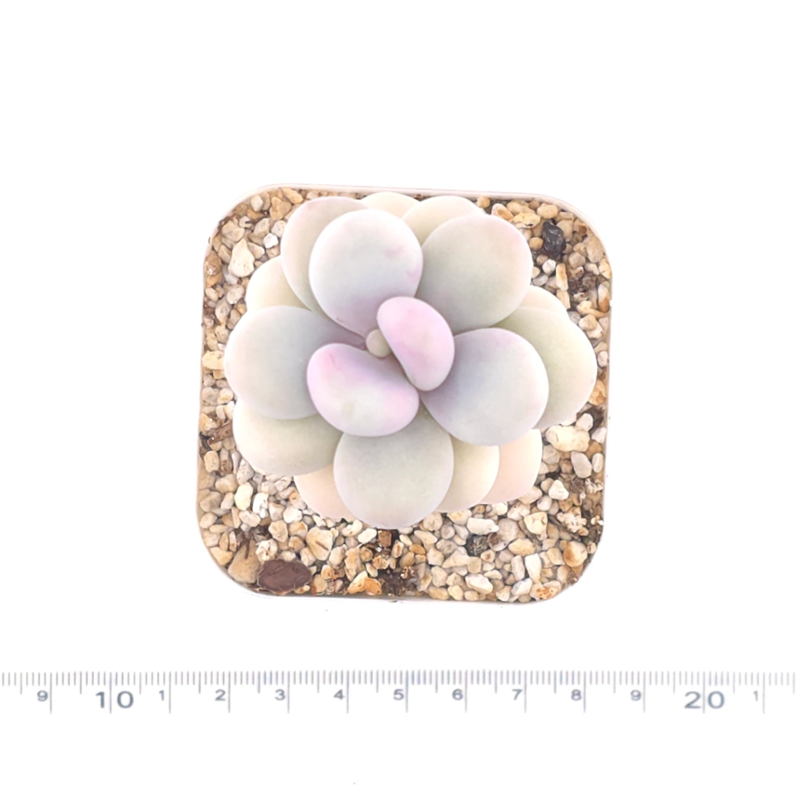 Graptopetalum amethystinum ‘Lavender Pebbles / Pink Moonstone’ | 桃蛋 thumbnail 4