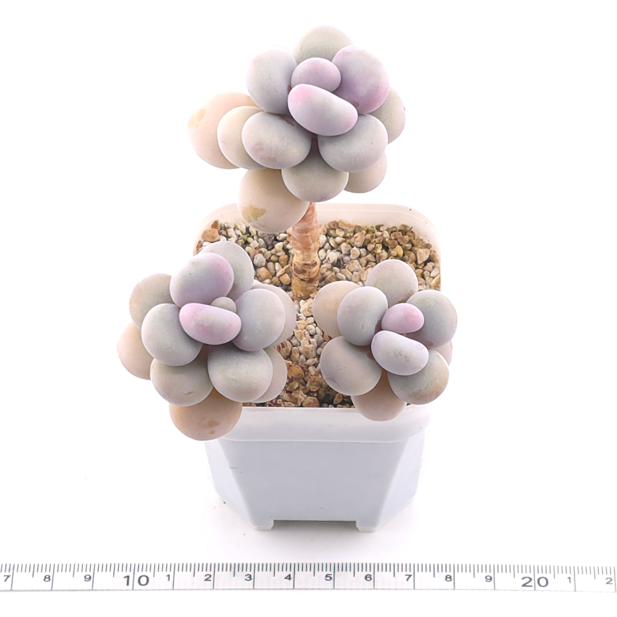 Graptopetalum amethystinum ‘Lavender Pebbles / Pink Moonstone’ | 桃蛋 thumbnail 3
