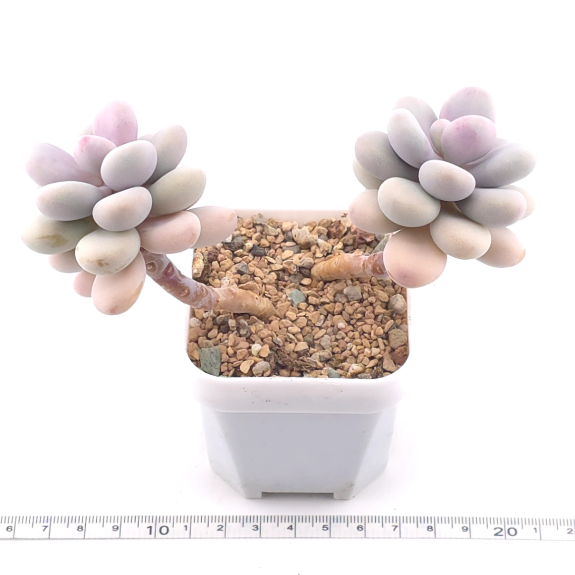 Graptopetalum amethystinum ‘Lavender Pebbles / Pink Moonstone’ | 桃蛋 thumbnail 3