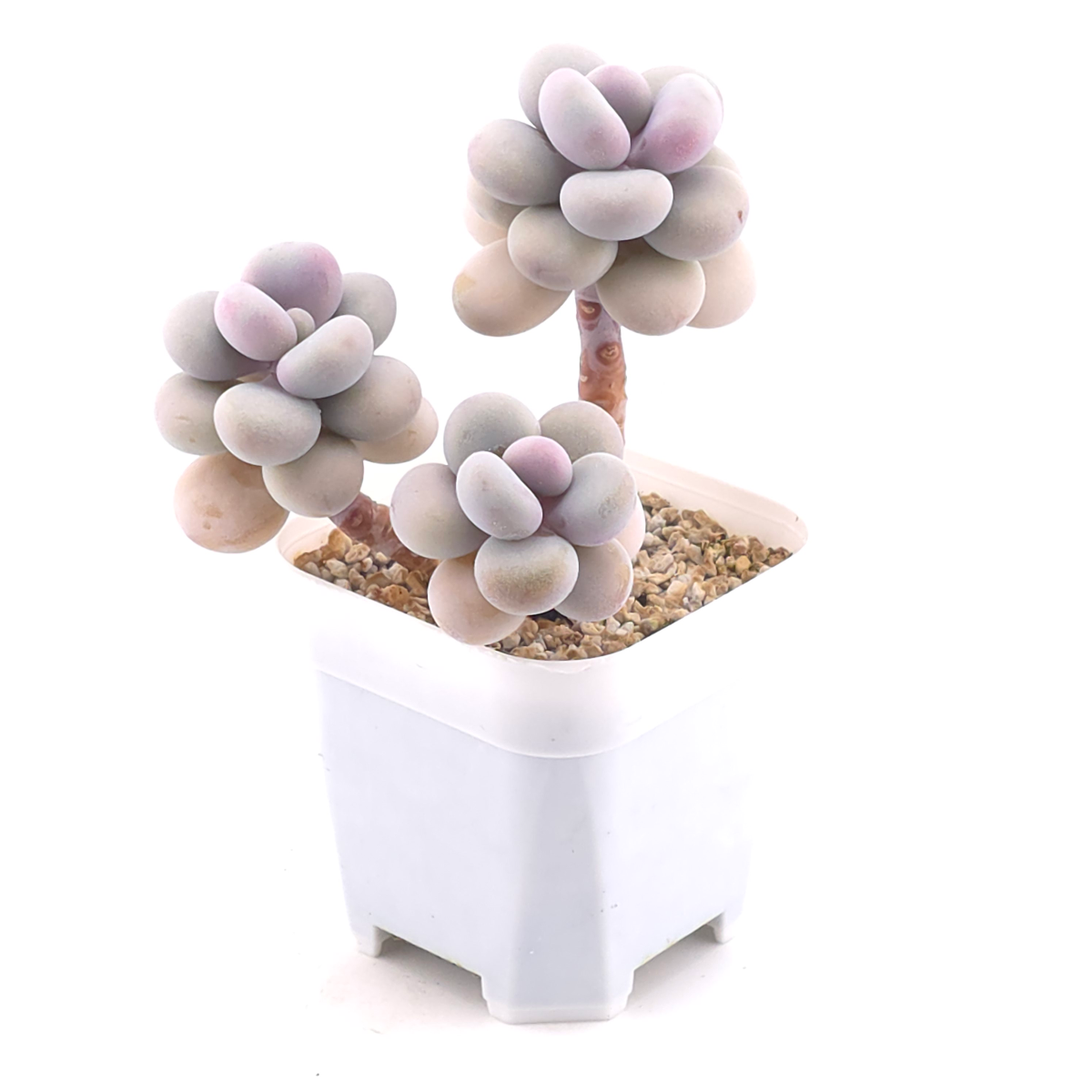 Graptopetalum amethystinum ‘Lavender Pebbles / Pink Moonstone’ | 桃蛋 thumbnail 2