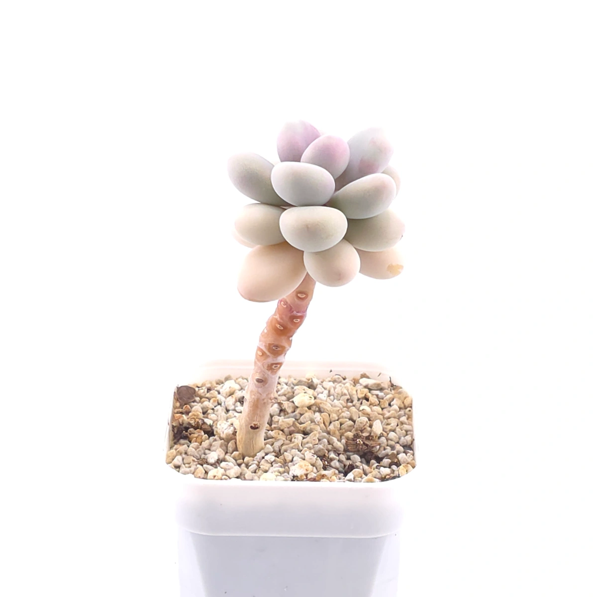 Graptopetalum amethystinum ‘Lavender Pebbles / Pink Moonstone’ | 桃蛋 thumbnail 2