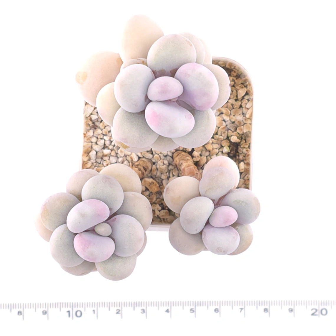 Graptopetalum amethystinum ‘Lavender Pebbles / Pink Moonstone’ | 桃蛋 thumbnail 4